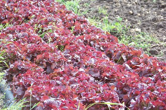 feuilles de chêne