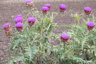 fleurs d'artichaut