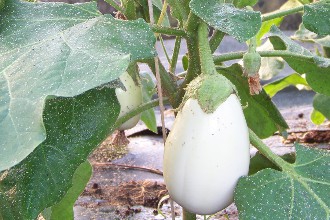 aubergines