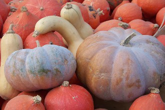 courges