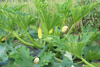 courgettes