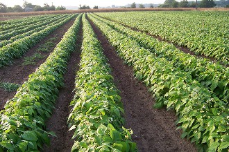 haricots verts