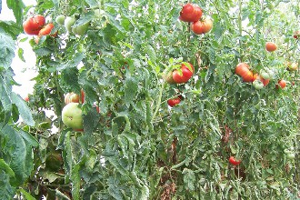 tomates anciennes