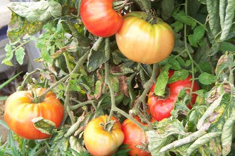 tomates anciennes