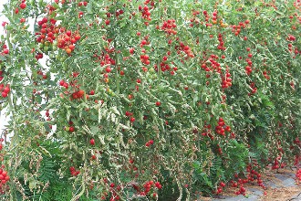 tomates cerises