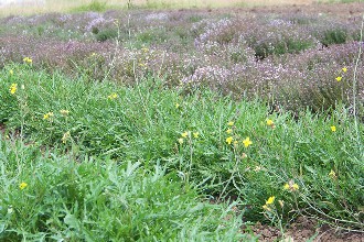 roquette sauvage et thym