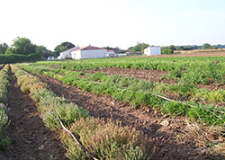 Le goutte à goutte