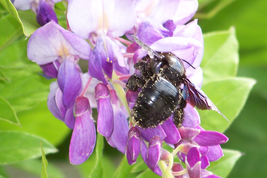 abeille charpentière