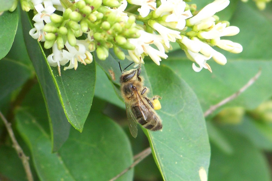 abeille et sa récolte