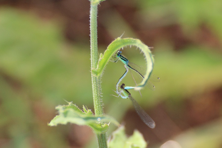 agrion élégant