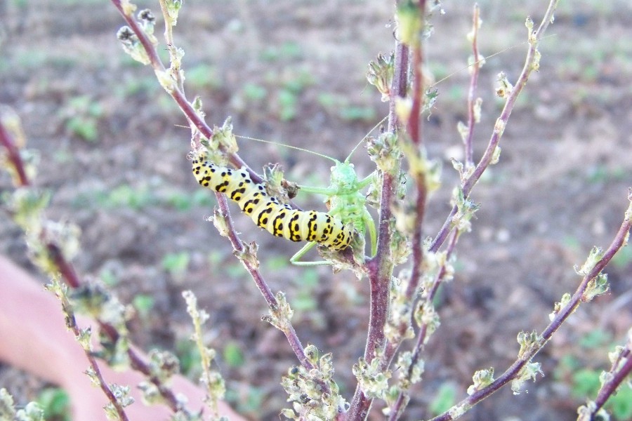 chenille et sauterelle