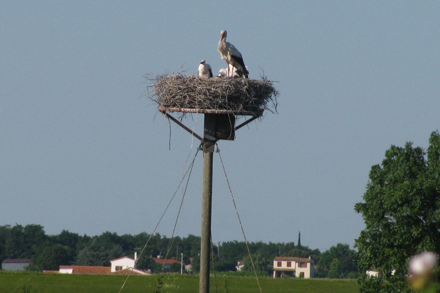 cigogne