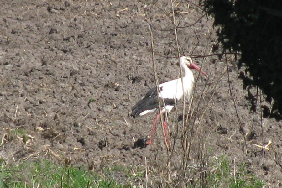 cigogne