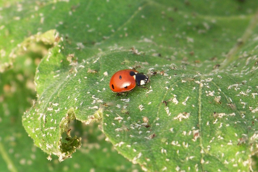 coccinelle