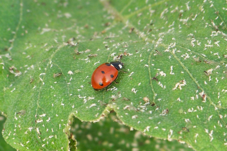 coccinelle