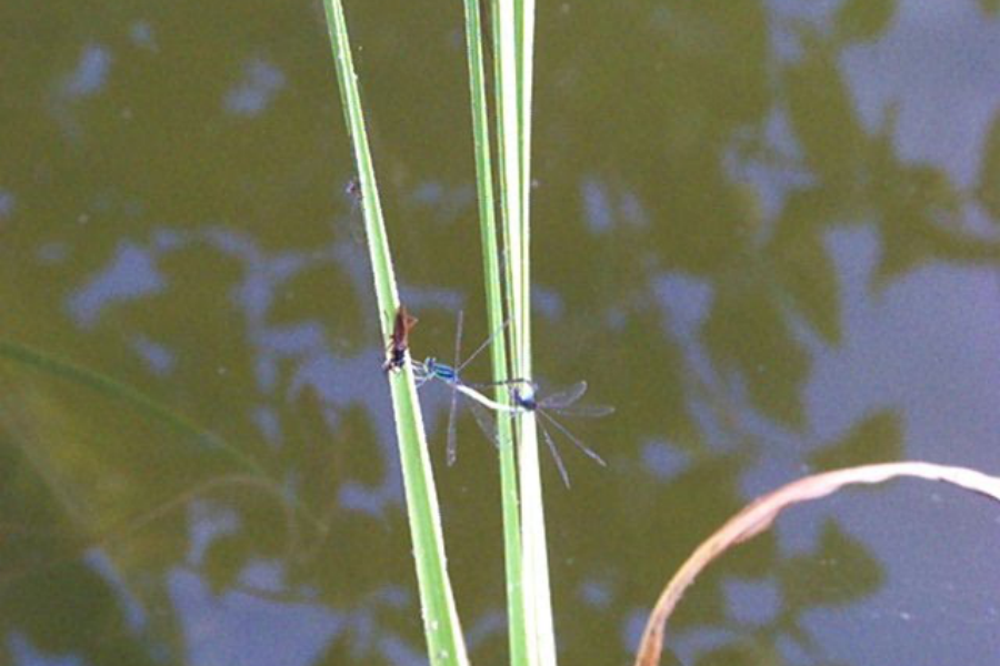 Reproduction des libellules agrion