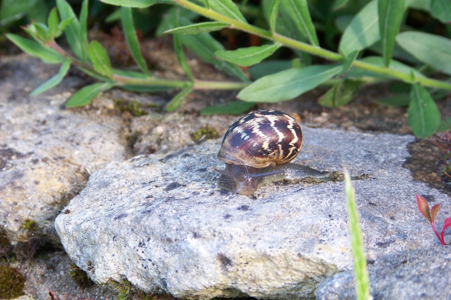 escargot