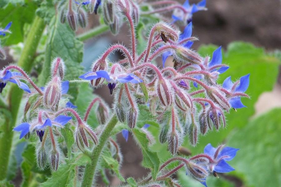 fleurs de bourrache