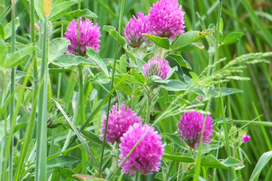 fleurs de trèfle