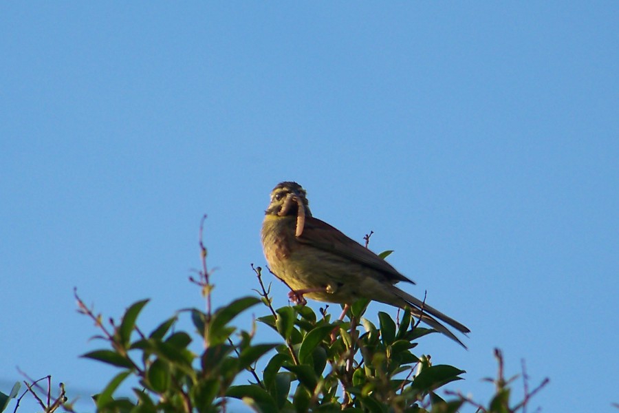 moineau