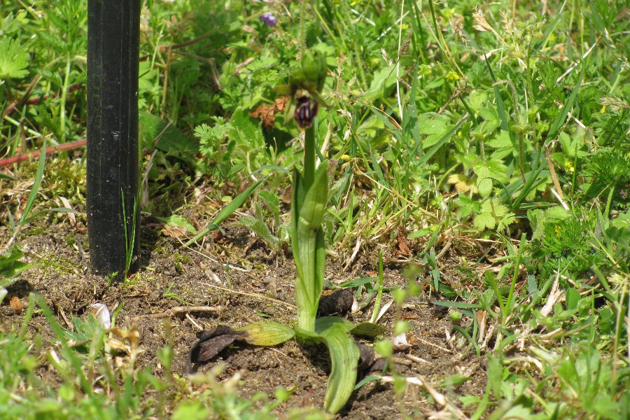 orchis araignée