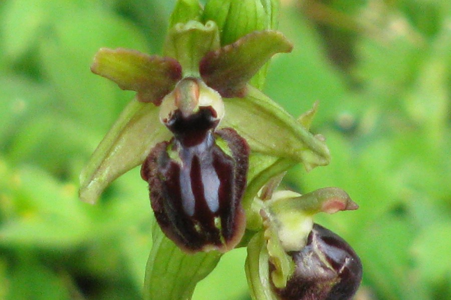 orchis araignée