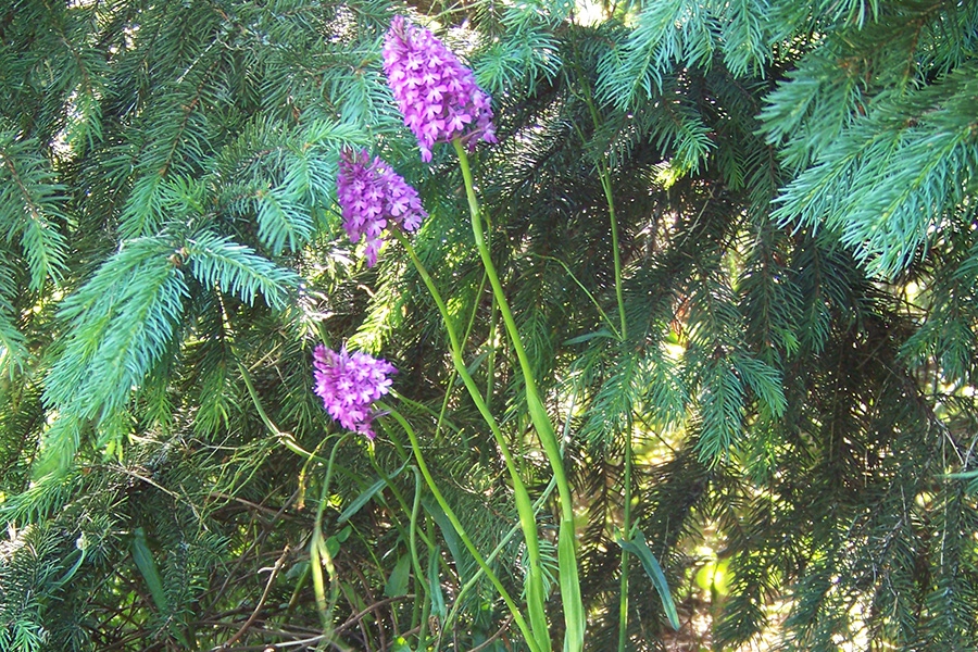 orchis pyramidal