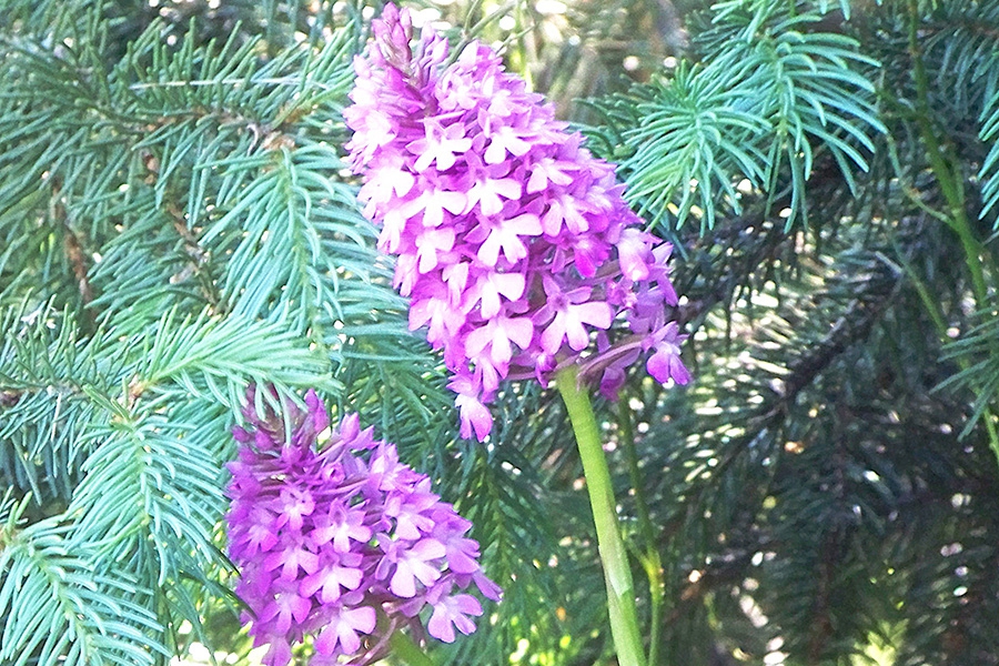 orchis pyramidal