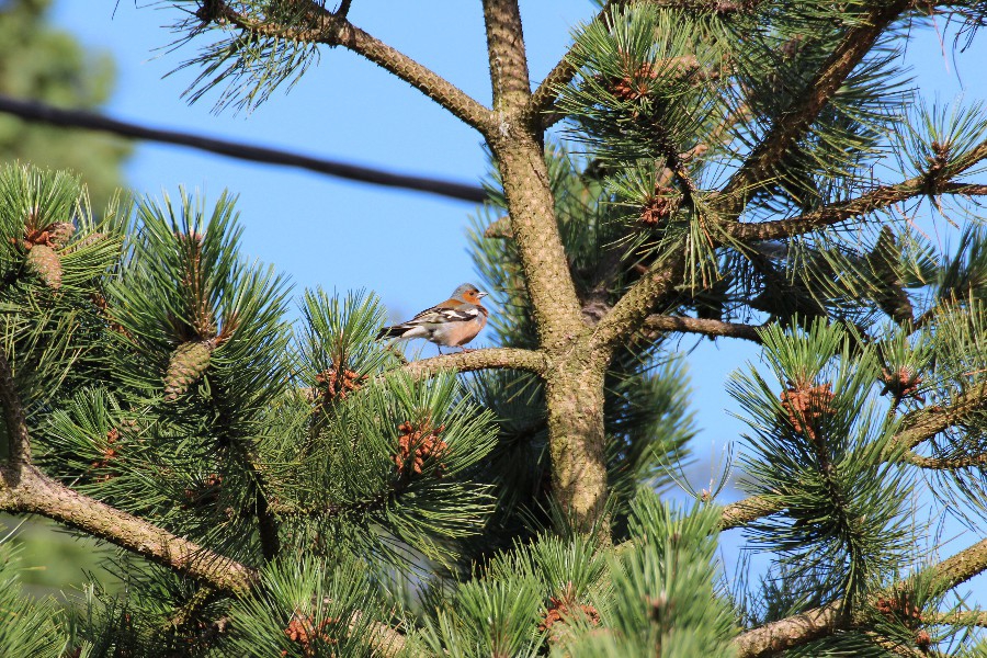 pinson des arbres