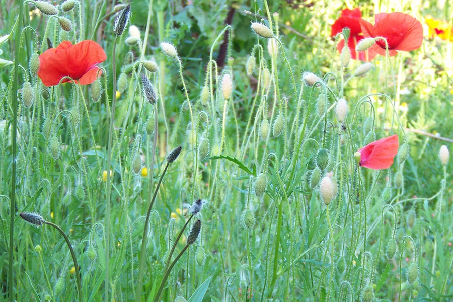 plantain et coquelicot