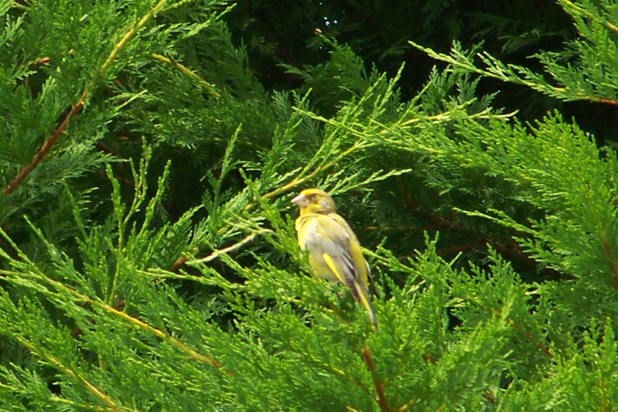 serin ciniu