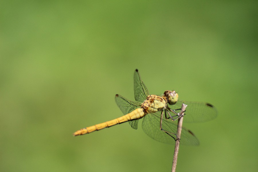 sympetrum strié