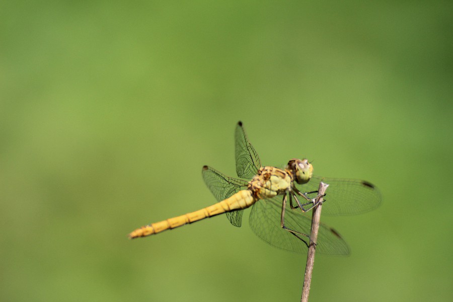 sympetrum strié