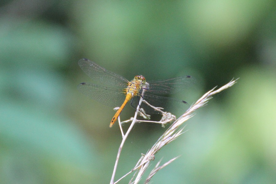 sympetrum strié