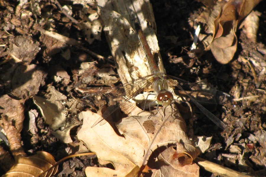 sympetrum strié femelle