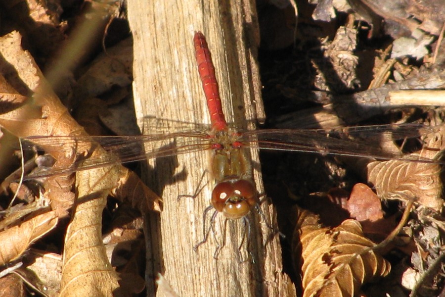 sympetrum strié mâle