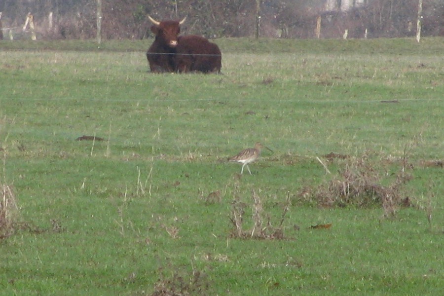 vache et courlis cendré